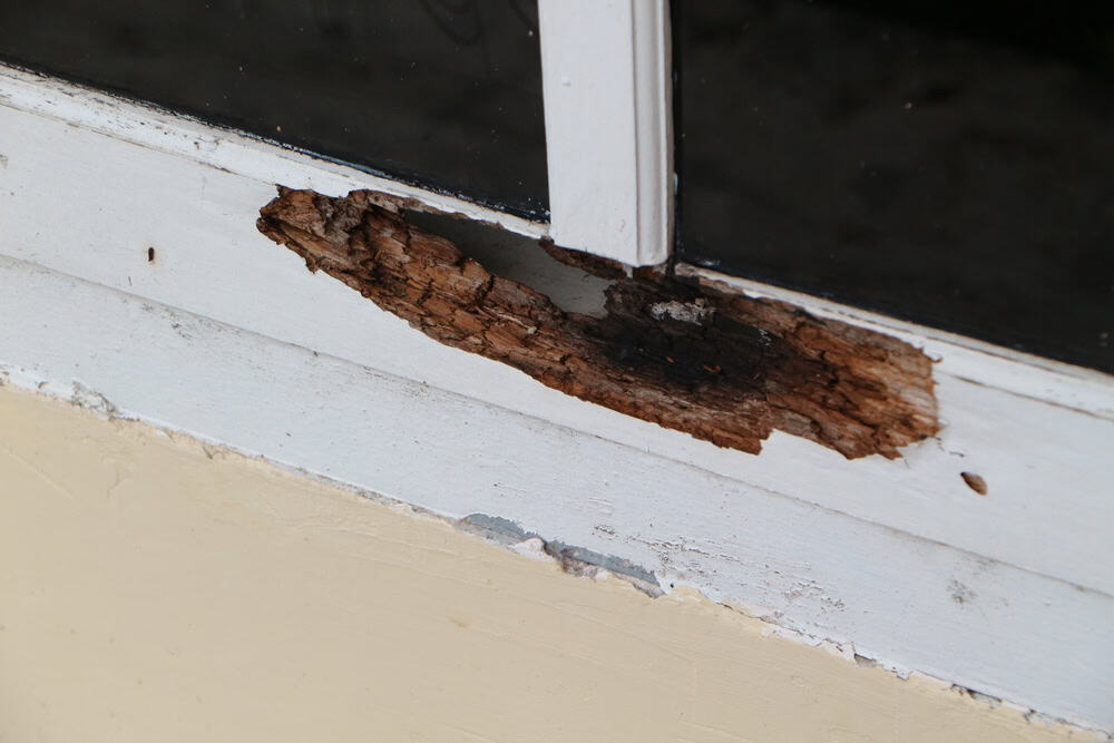 Severe wood rot eating away at an old window frame—time for repairs!