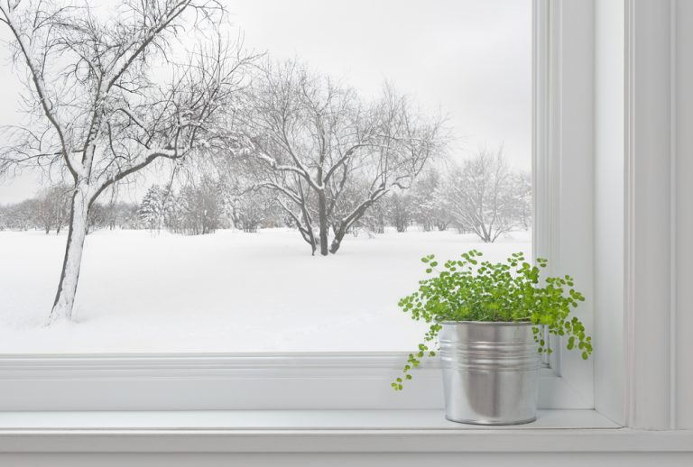 A touch of green amidst a winter wonderland.