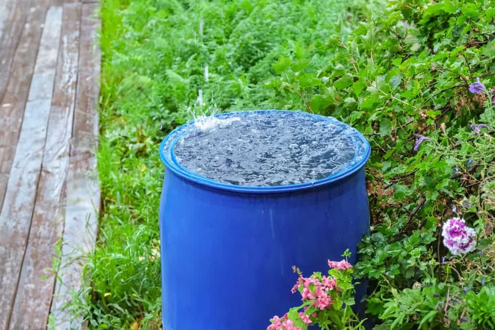 A rain-filled blue barrel overflows amidst lush garden greenery during a summer downpour.