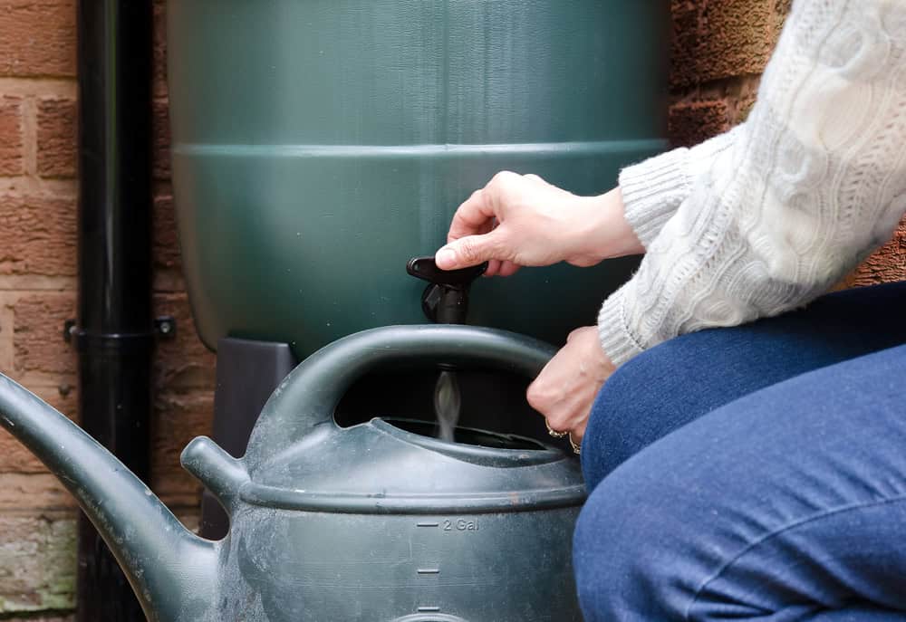 Collecting rainwater from a water butt into a watering can for sustainable garden care.