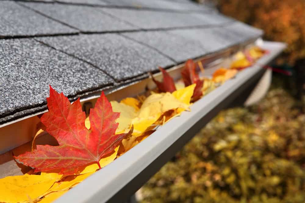 Autumn leaves clogging a gutter, signaling the start of fall.