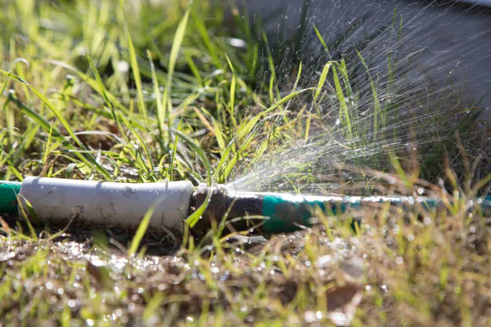 A leaky garden hose sprays water through a crack, soaking the sunlit grass.