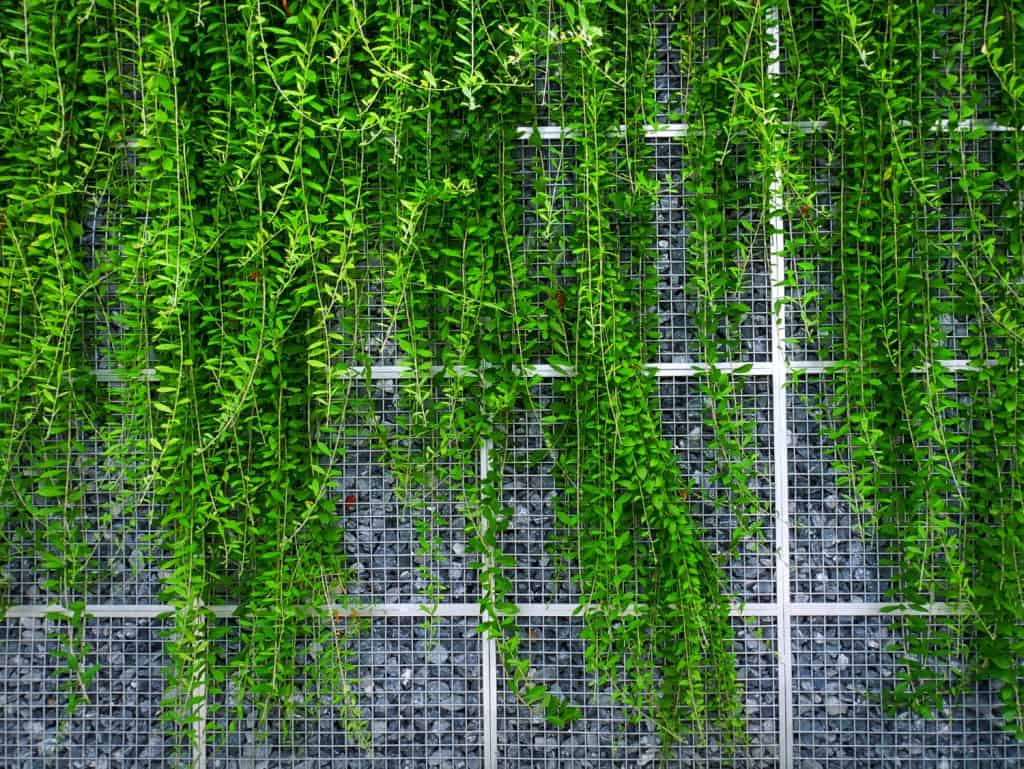 Cascading vines create a living wall against an industrial mesh backdrop, merging natural beauty with modern architecture