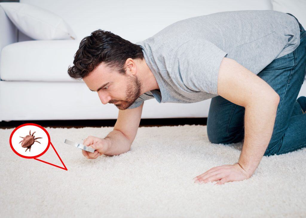 A man kneels on a white carpet, using a magnifying glass to inspect the surface closely. A digital illustration of a dust mite is highlighted with a red circle and arrow, emphasizing potential biological pollutants in household carpets.