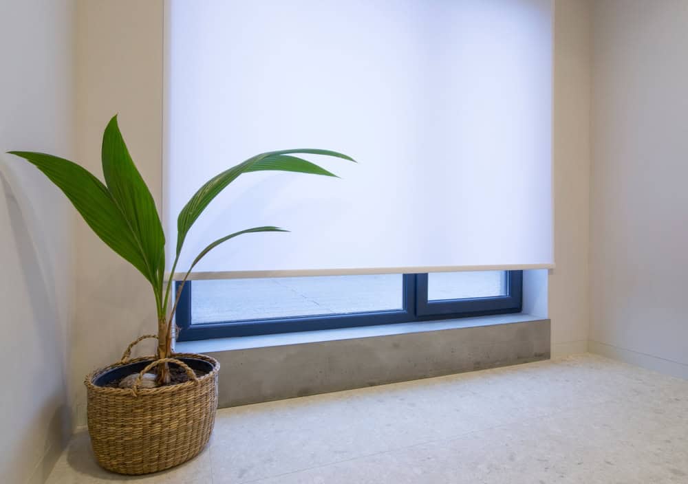 A potted plant adds a touch of greenery to a minimalist room with a window covered by a white blind.