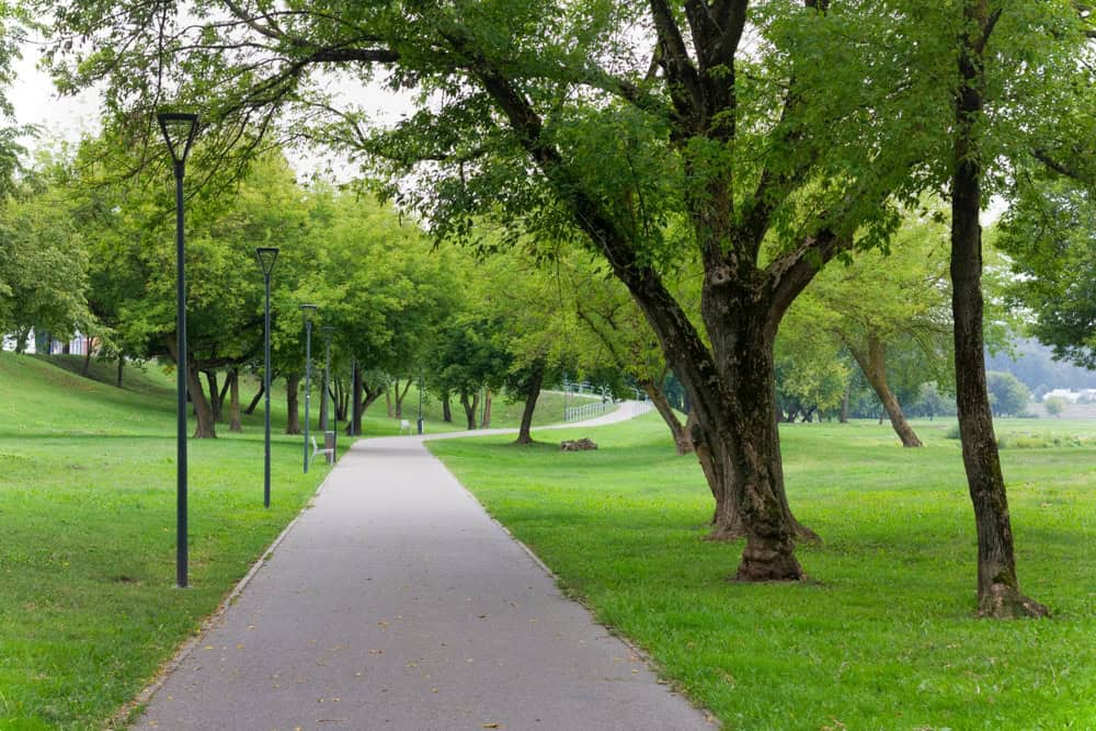 A serene park pathway lined with lush green trees and lampposts, inviting a peaceful walk in nature.