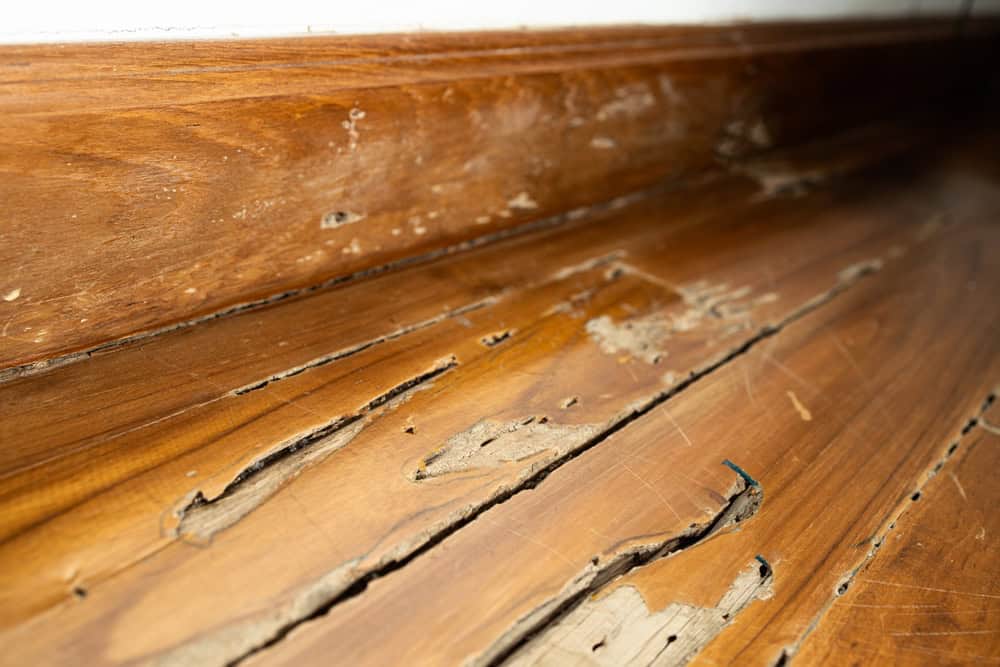 Severe termite damage leaves wooden flooring in ruins.