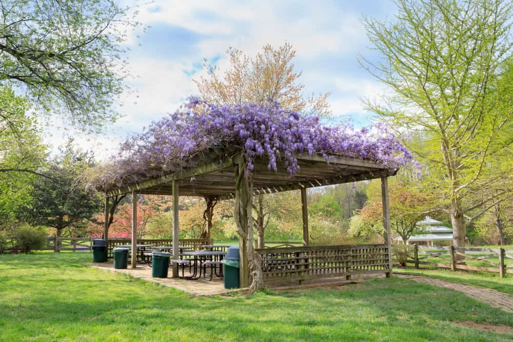 A serene picnic pavilion draped in vibrant wisteria, nestled in the heart of a lush spring garden.