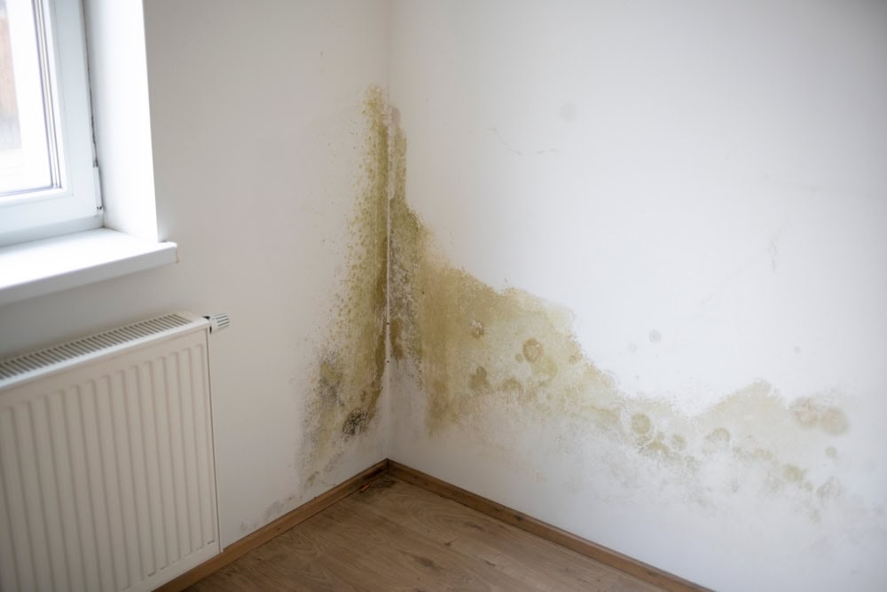 Mold spreading across the corner of a room, revealing a moisture problem.