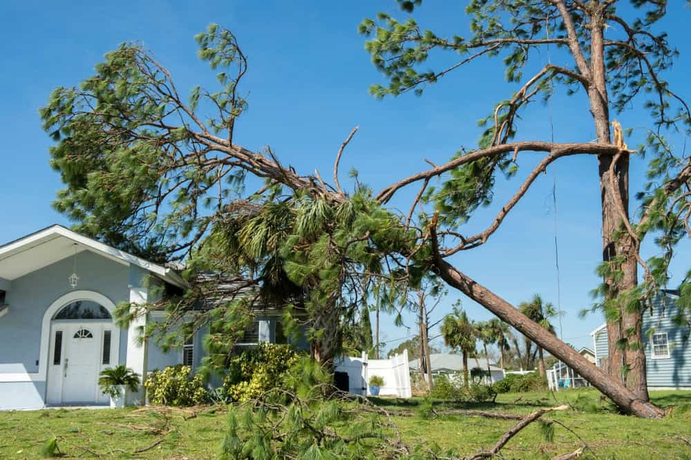 A fallen tree crushes a house after a powerful storm.