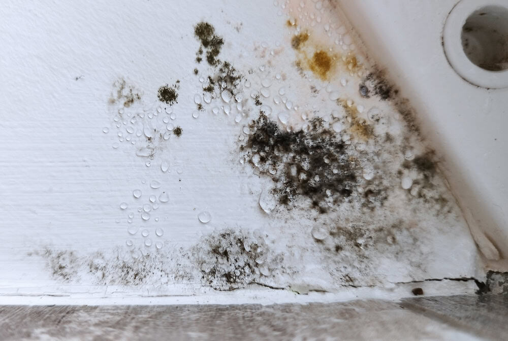 Mold and moisture damage on a wall, highlighting the need for immediate repair and prevention.