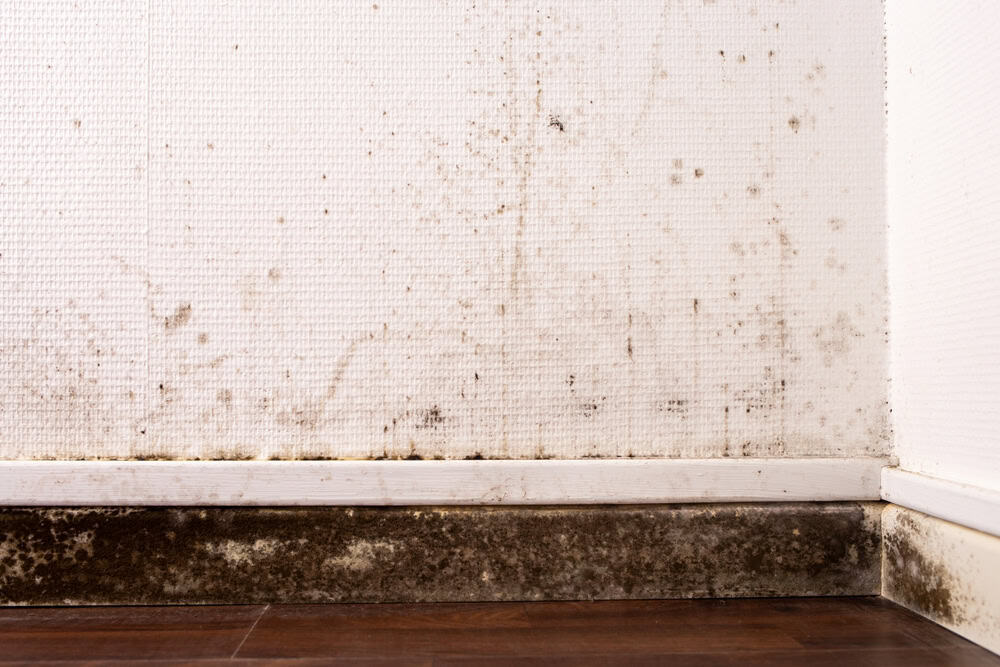 "Unwelcome Guests: Mold and Mildew Taking Over the Walls!"