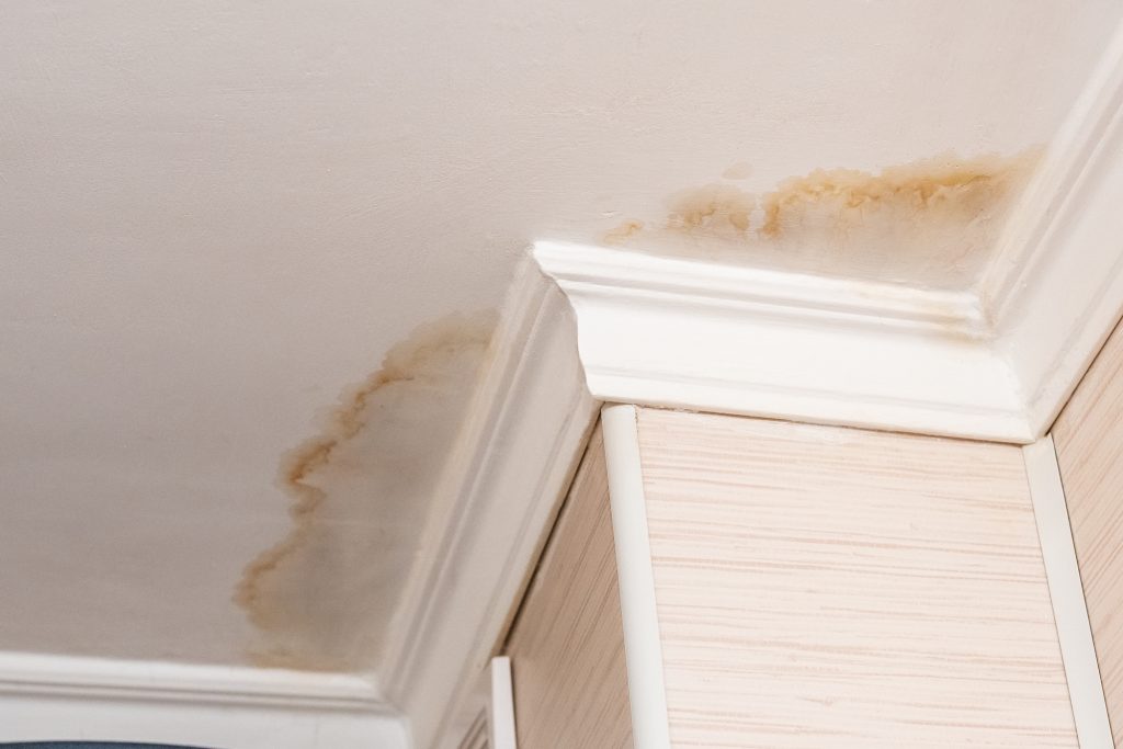 Mold In Home