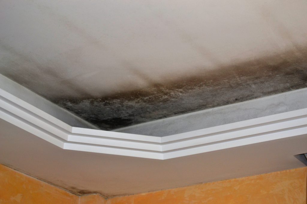 Mold in Ceiling