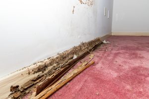 Damaged floorboard from termites