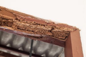 Damaged wood from termites