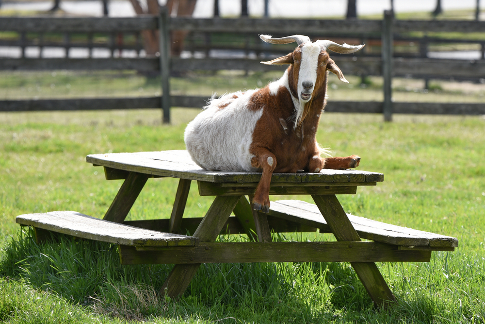 Kinder Park Farm - Goat on top of table.