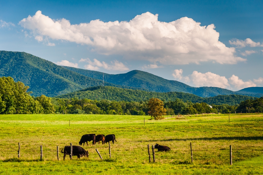 Cows peacefully graze under a picturesque sky in the rolling hills of the Blue Ridge Mountains.