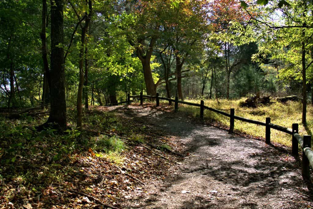 A sunlit forest path invites you to wander through nature's serene embrace.