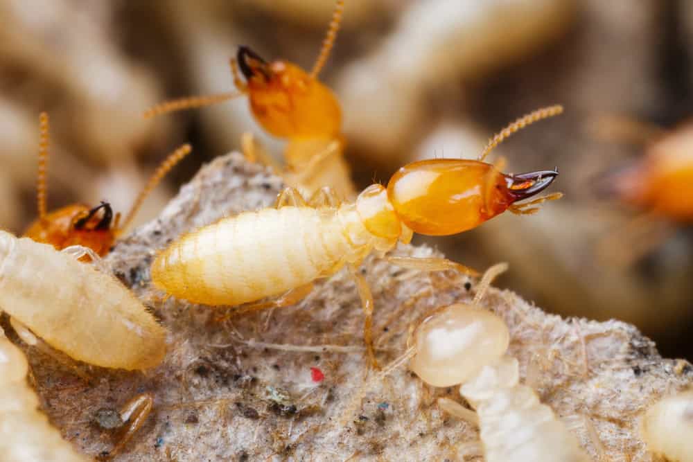 Tiny Terrors: Termites at Work, Devouring Wood Fiber Up Close