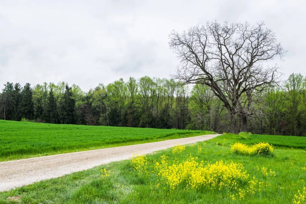 A peaceful countryside path lined with vibrant yellow wildflowers and a majestic bare tree, surrounded by lush green fields and forest.