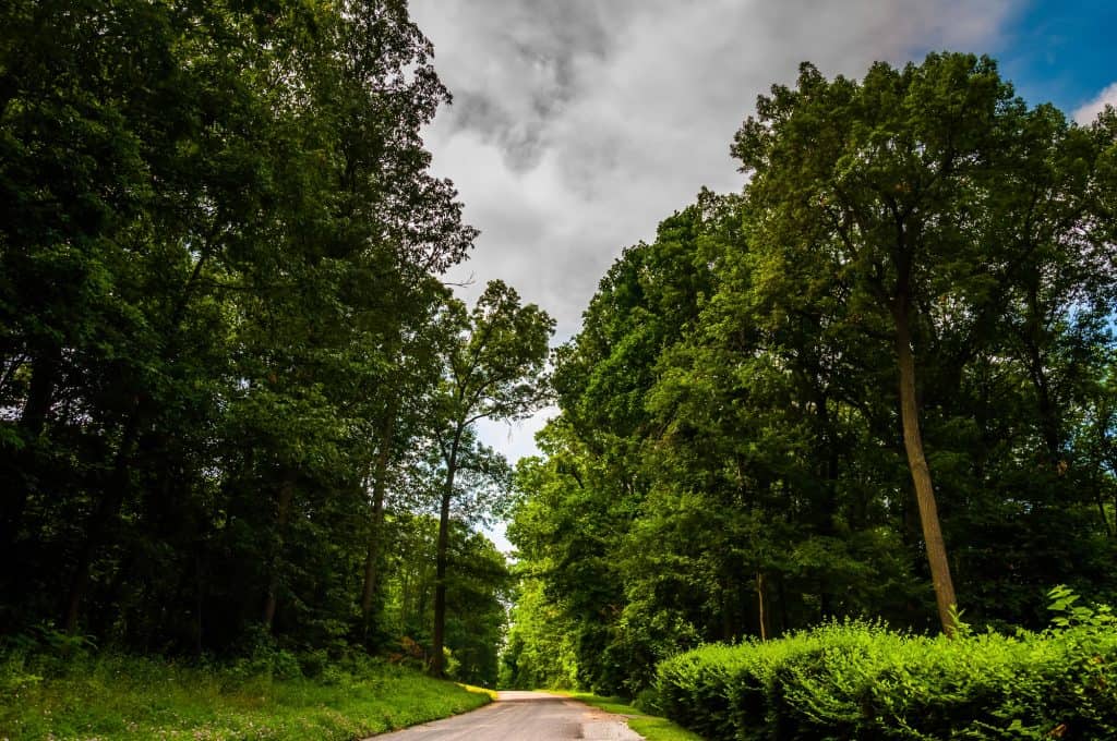 A serene forest path winds through towering trees and lush greenery under a moody summer sky