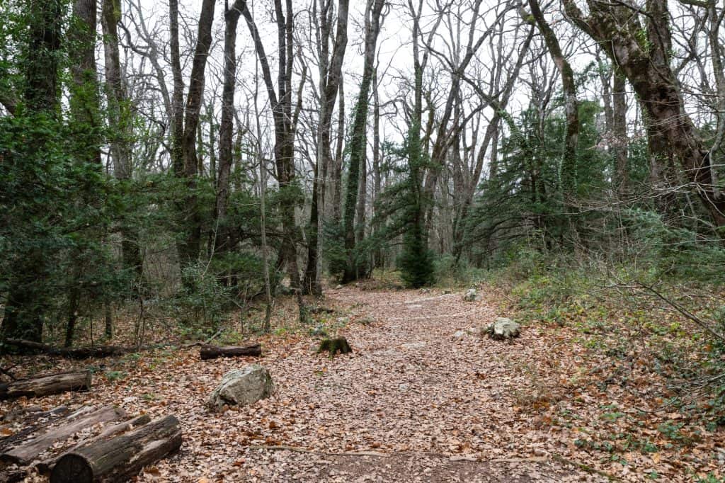 A tranquil forest path blanketed in autumn leaves invites peaceful wanderers.