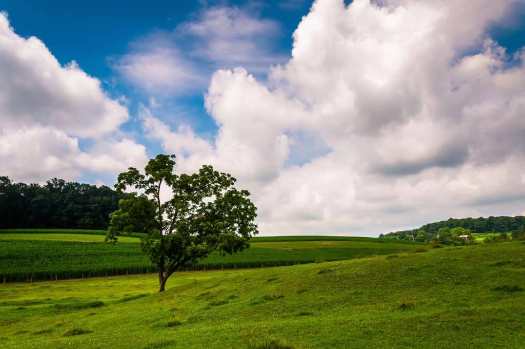 Rolling green hills, cornfields, and a lone tree under a dramatic summer sky. Pennsylvania countryside at its finest.