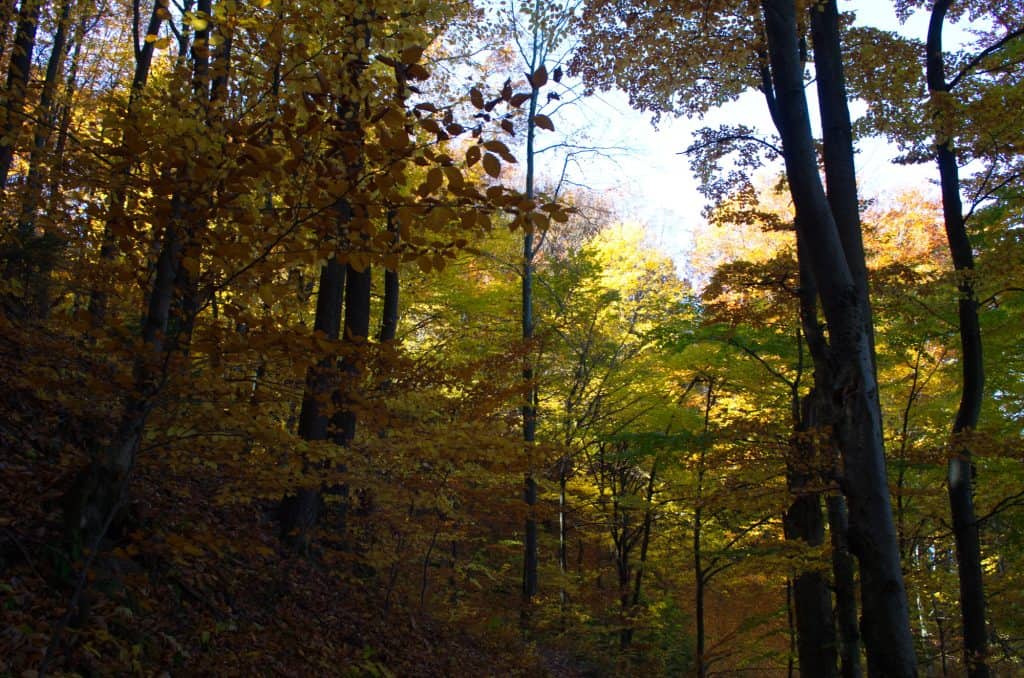 Autumn forest nature. Vivid morning in colorful forest with sun rays through branches of trees. Scenery of nature with sunlight