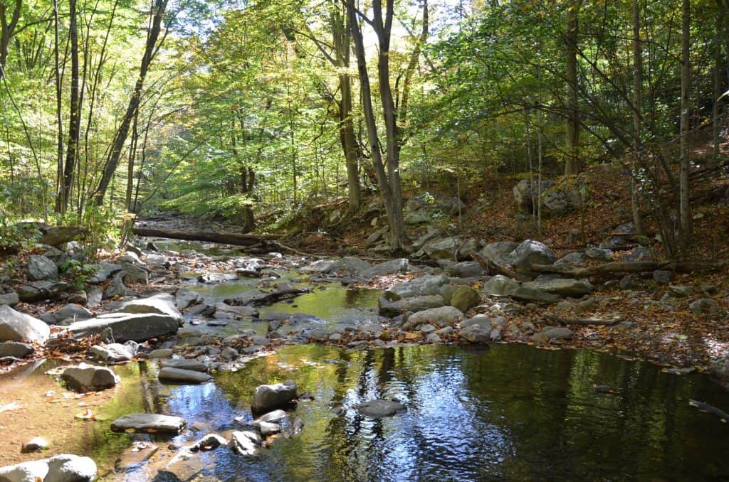 A tranquil forest stream, dappled with autumn sunlight and reflections of lush greenery.