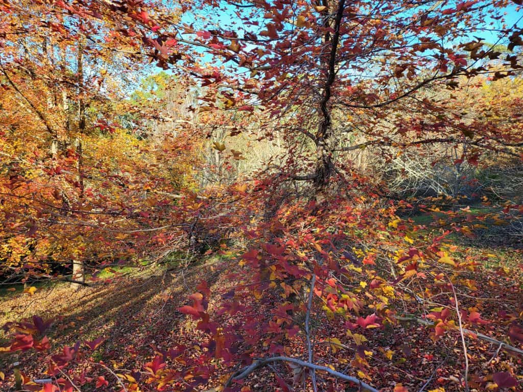 Vibrant autumn leaves paint the forest in shades of crimson and gold beneath a crystal blue sky