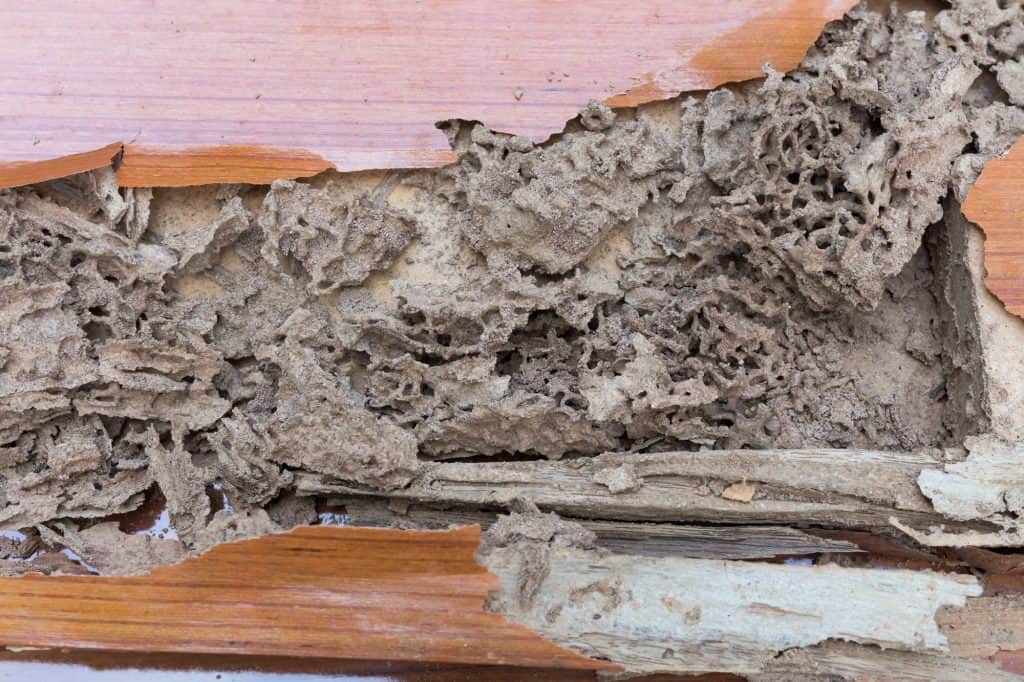 Severe termite damage exposed in wooden flooring.