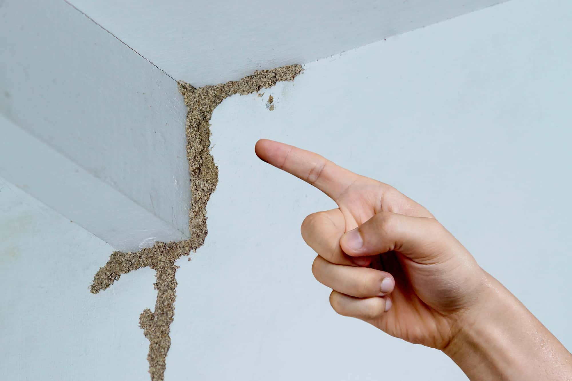A hand points to a termite mud trail climbing up a white interior wall.