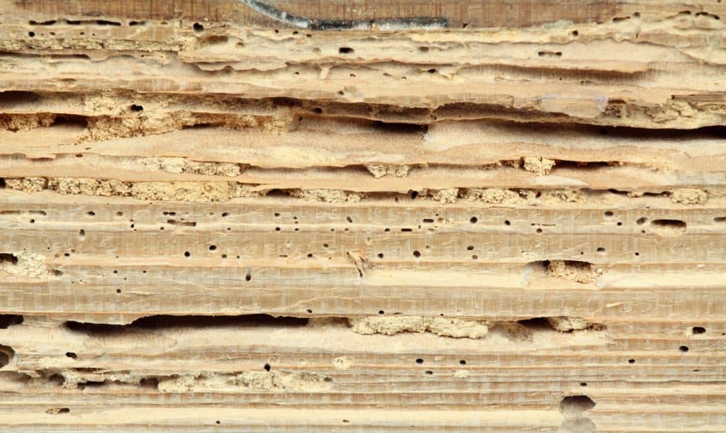 Close-up of wood severely damaged by termites, showing tunnels and boreholes.