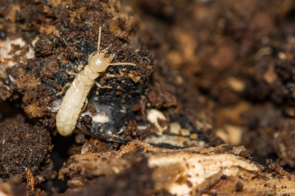 A termite explores its dark, earthy habitat.