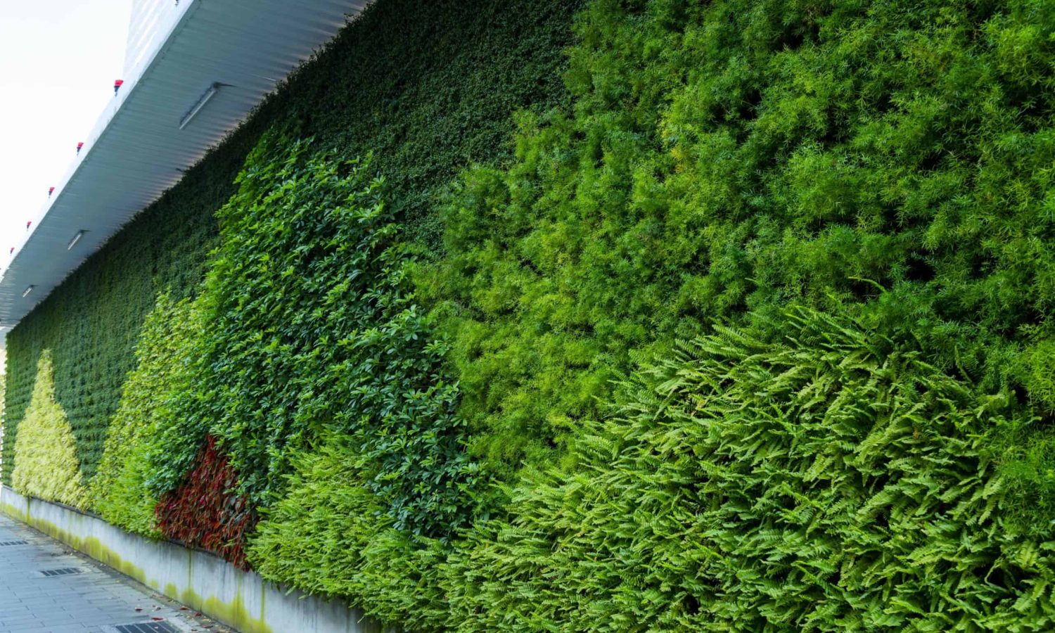 Green,Plant,Wall,Outside,The,Building A lush vertical garden covering the side of a modern building, featuring a variety of green foliage, including ferns and dense leafy plants, creating a layered and vibrant natural wall. The pathway beneath highlights the seamless integration of greenery into an urban setting.